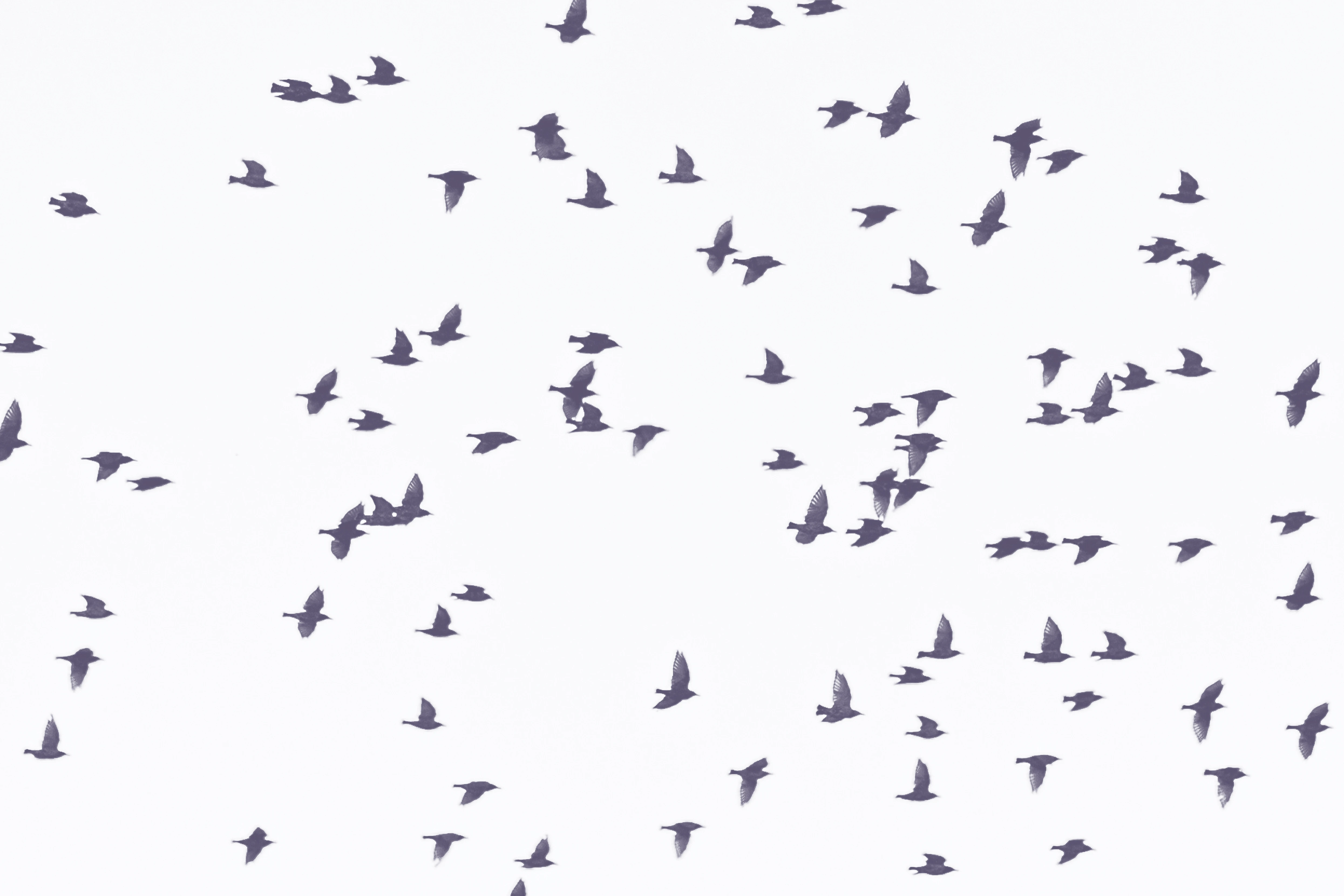 Doves flying in front of a moving background